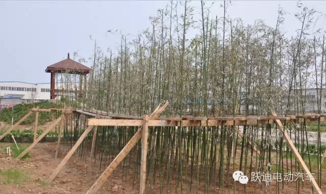 春暖花開、綠色躍迪---躍迪集團(tuán)綠化工作進(jìn)行中！